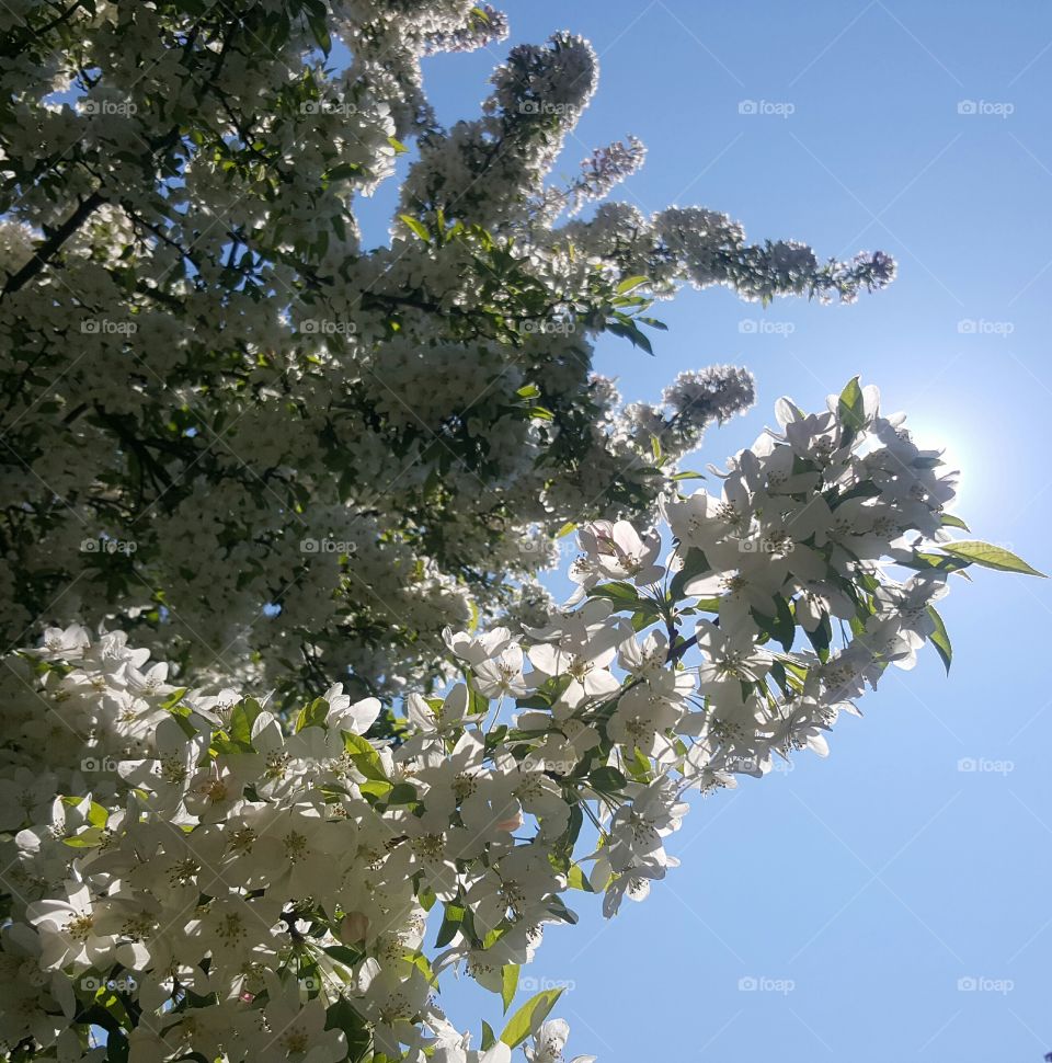 White Flowered Tree in Bloom