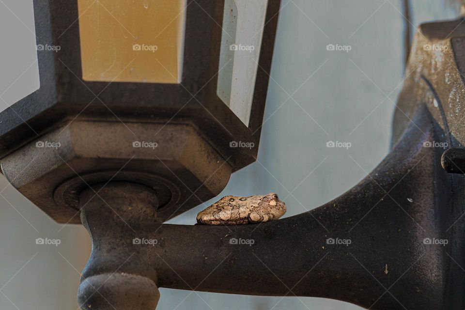 frog on a light post