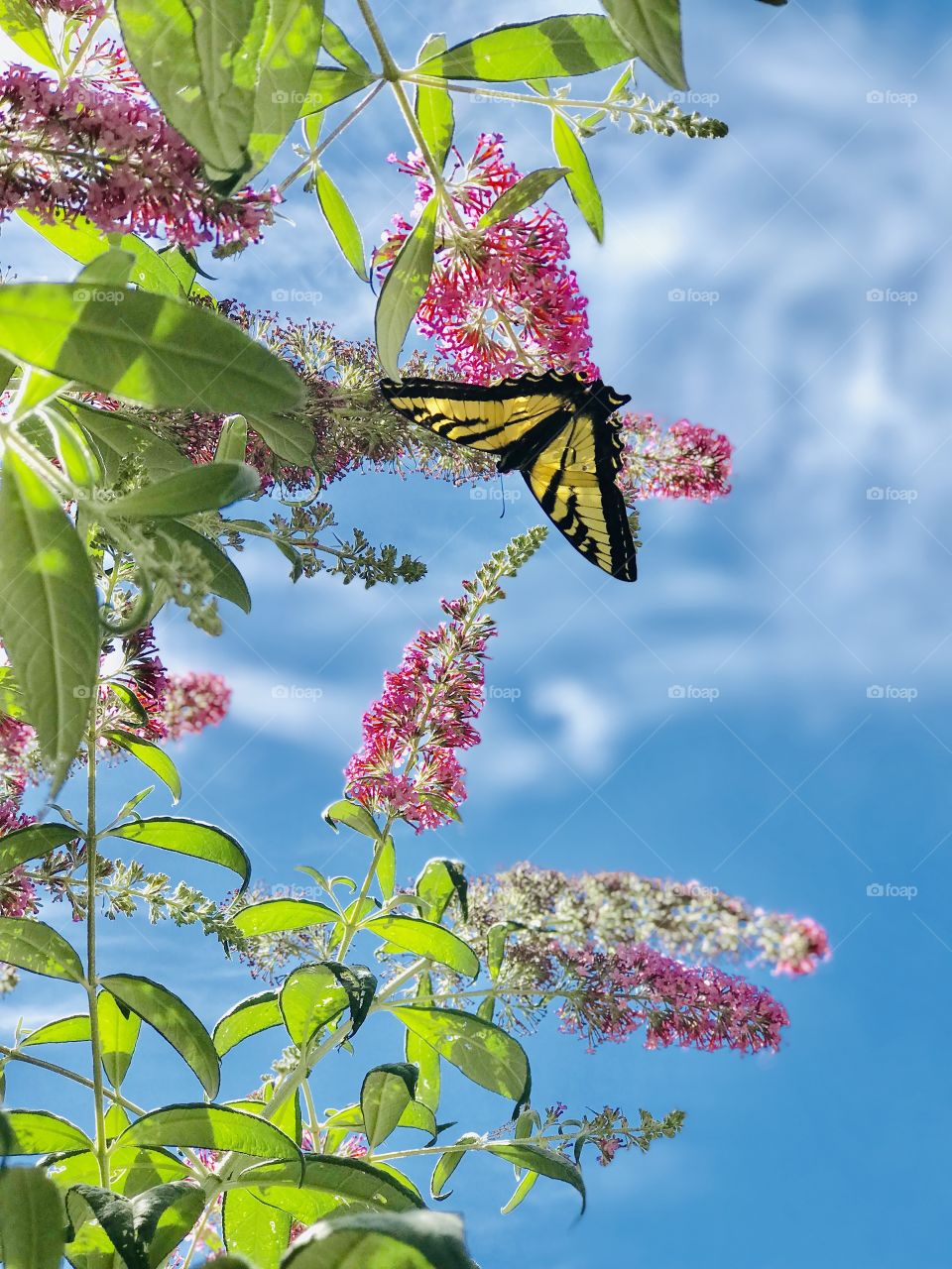 Pink Butterfly bush blossoms, yellow butterfly and blue sky