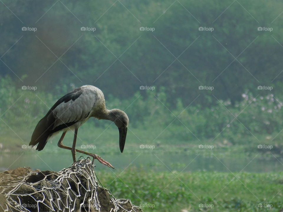 Bird Photography - The Asian Openbill or Asian Openbill stork (Anastomus oscitans) is a large wading bird in the stork family ciconiidae. This distinctive stork is found mainly in the Indian subcontinent and Southeast Asia. They have wetland habitat.