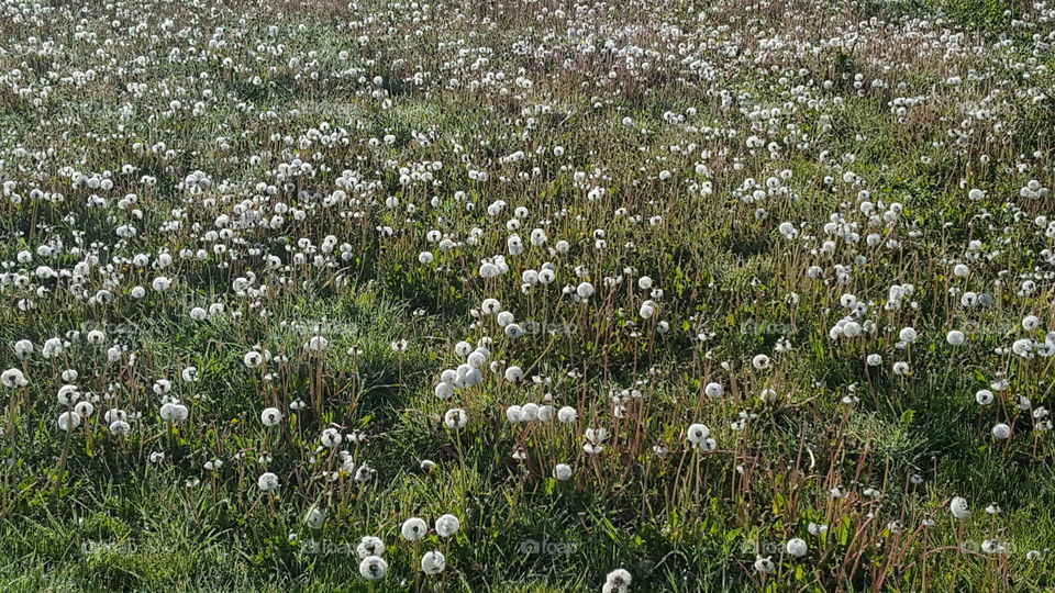 Pusteblume 🌼 meadow 🌞