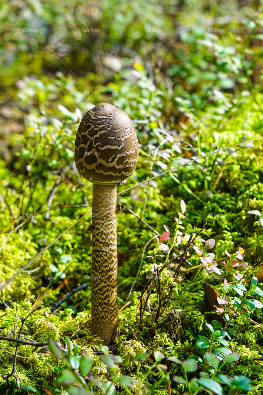 macrolepiota procera, the parasol mushroom with a large, prominent fruiting body resembling a parasol