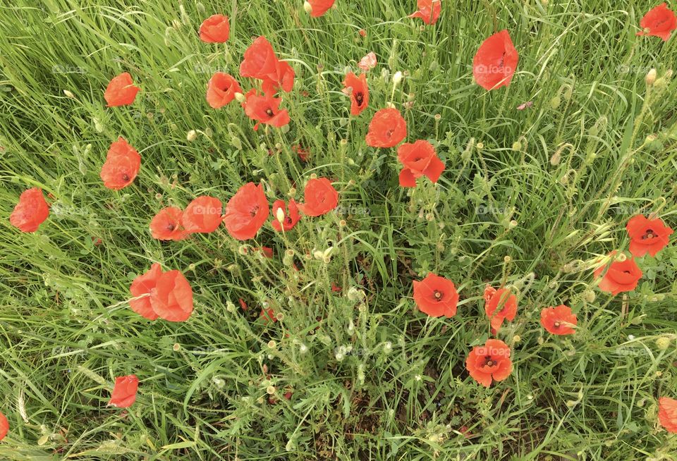 Poppies bouquet in fields 