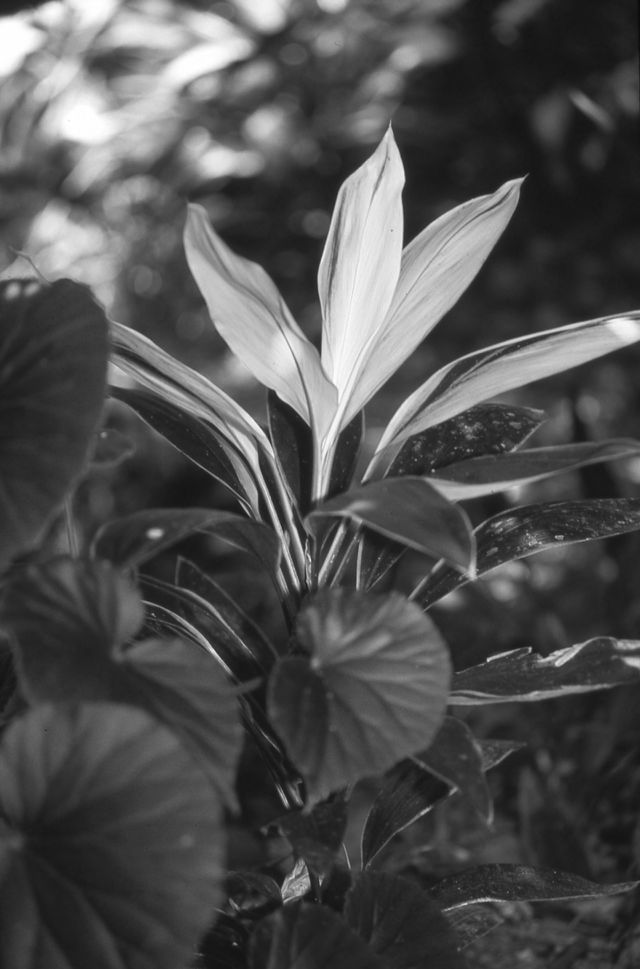 plant leaves fonta Flora black and white abstract