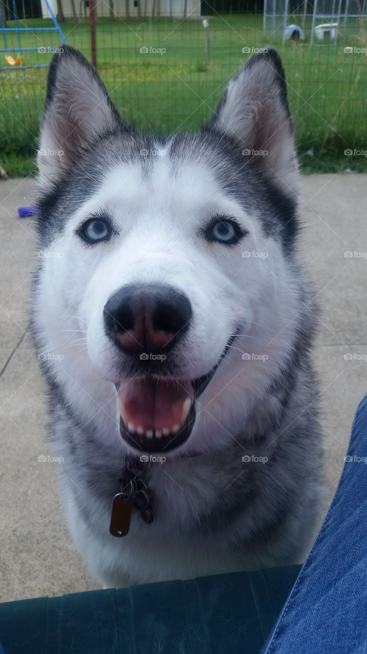 Happy Alaska the Siberian Husky
