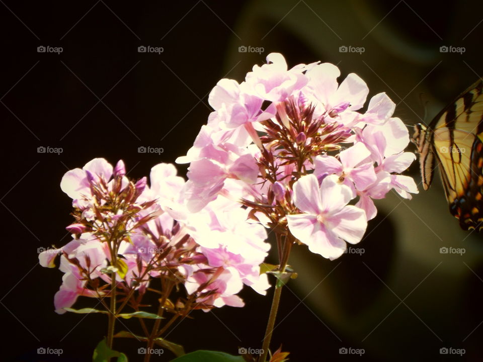pink flower bush