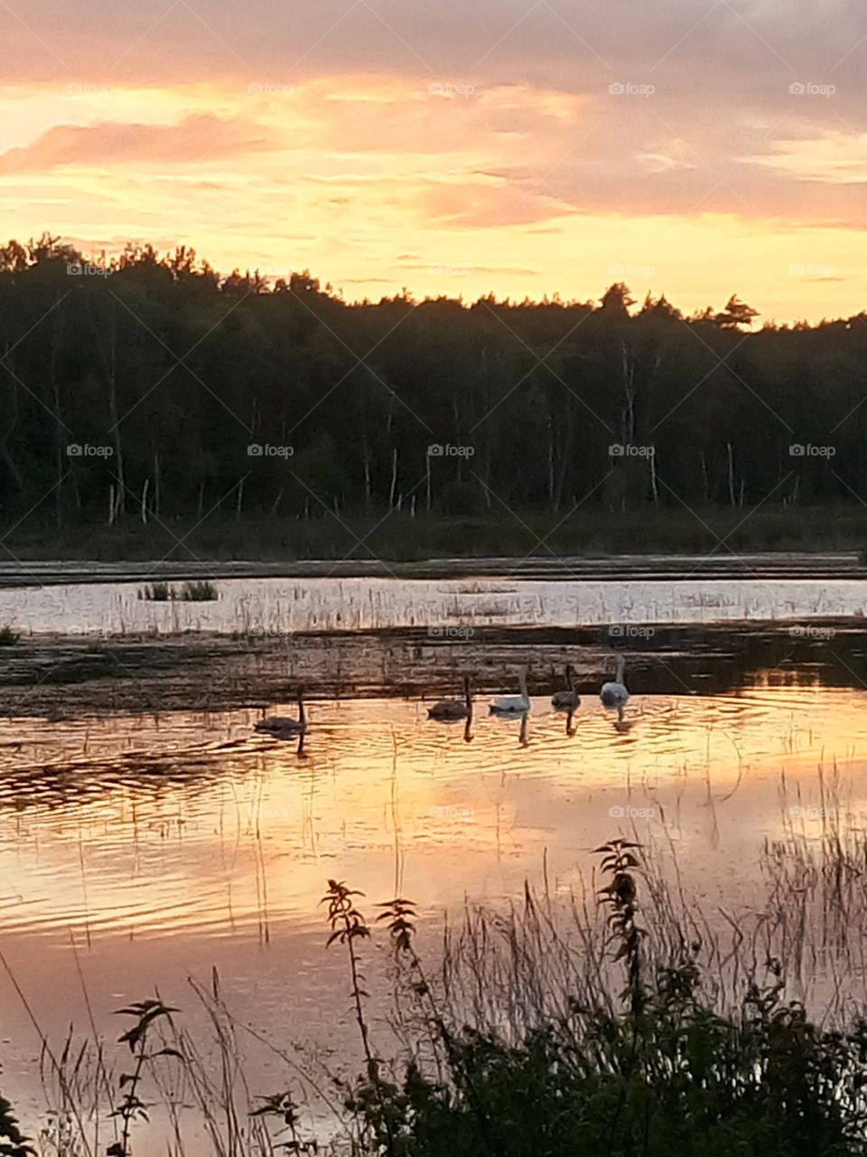 polish nature,  evening at the river pool