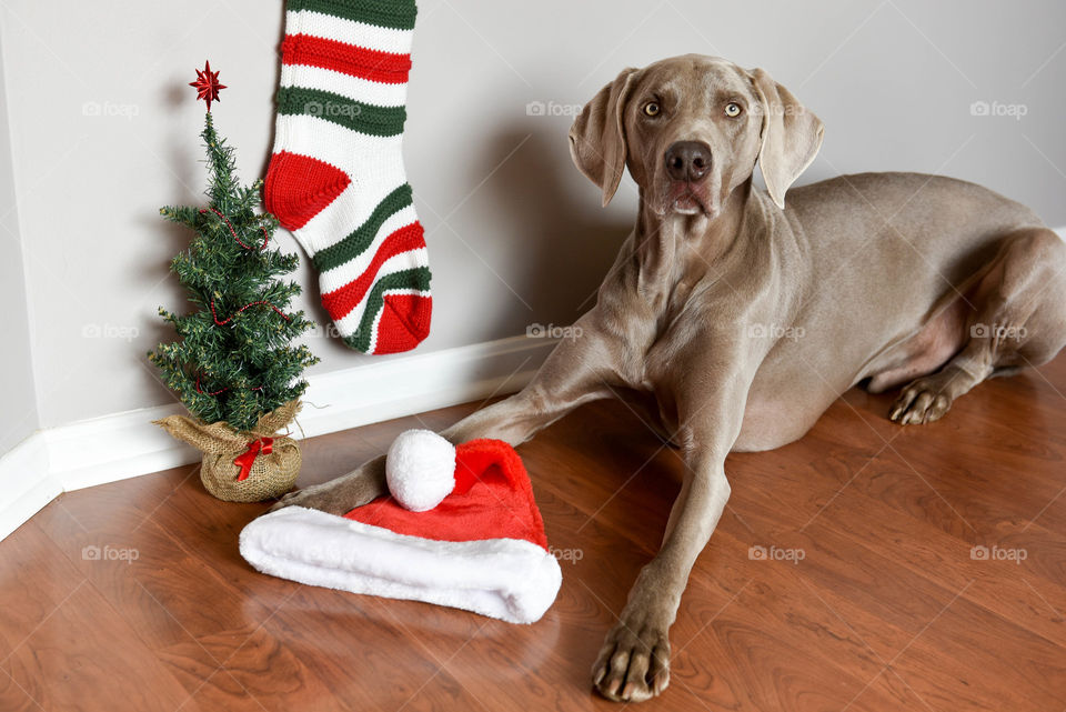 Weimaraner dog laying next to Christmas decorations