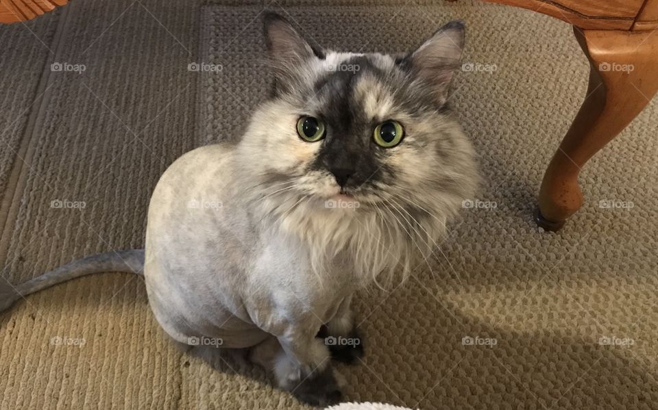 Layla the gray tortoise shell cat with her groomed lion haircut 