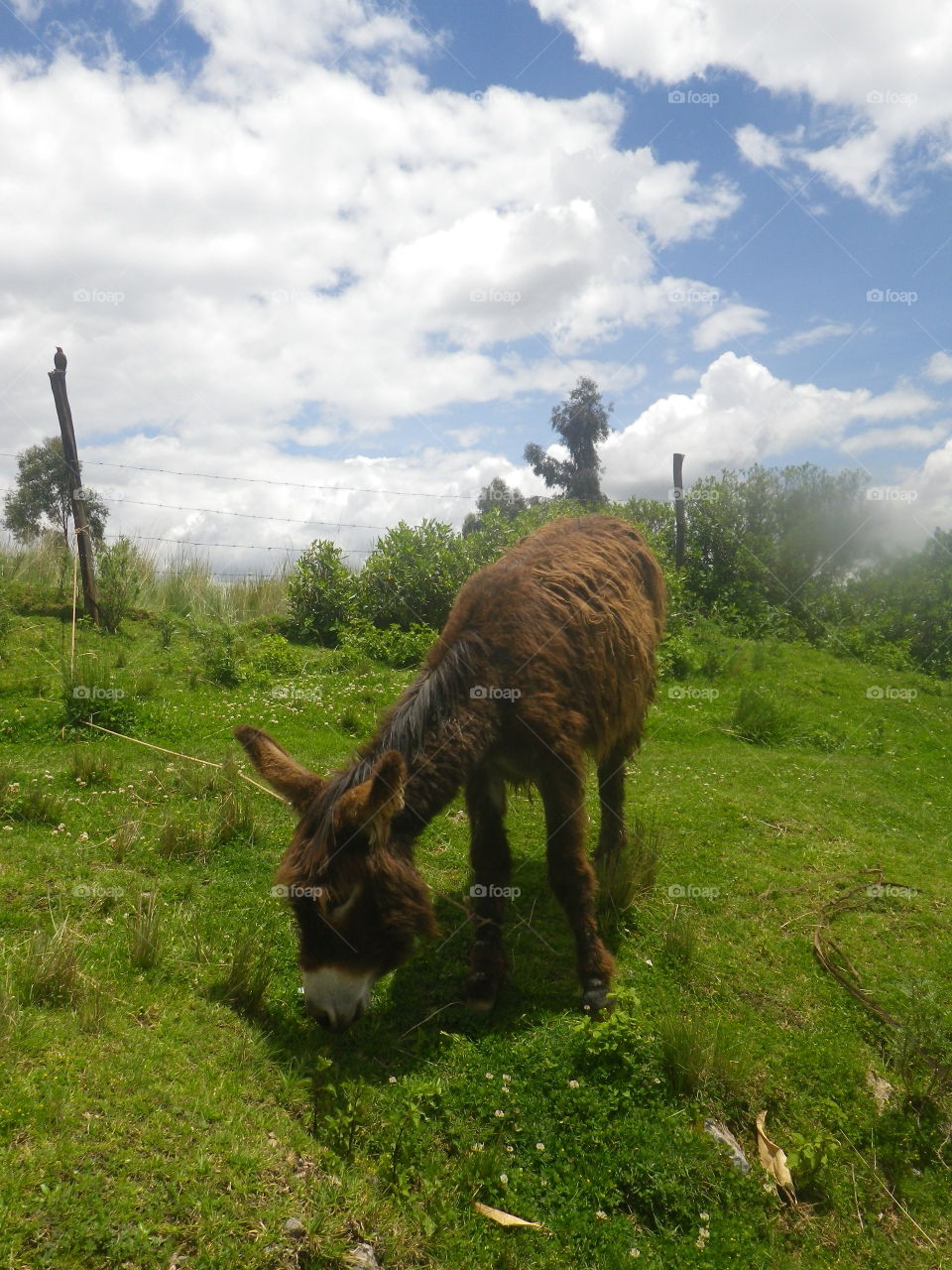 Grazing in the Peruvian Countryside
