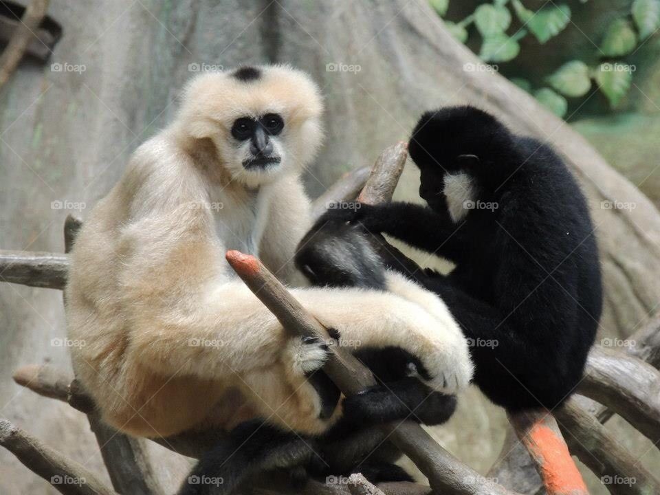 Gibbon
