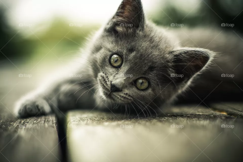 Hey you, Yes you. Am I cute..?