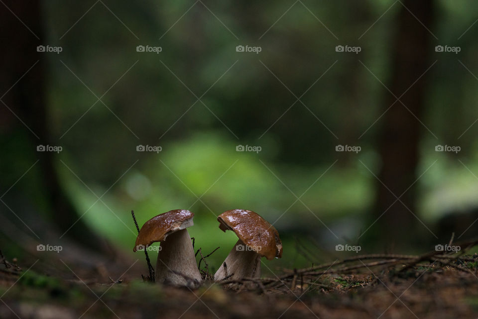 In the forest 