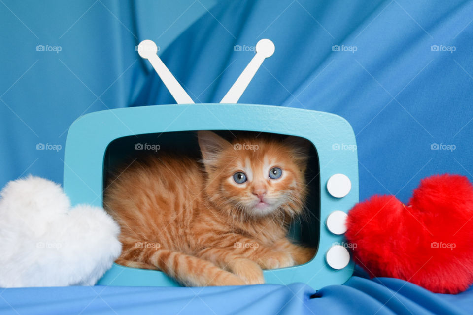 cute cat on tv