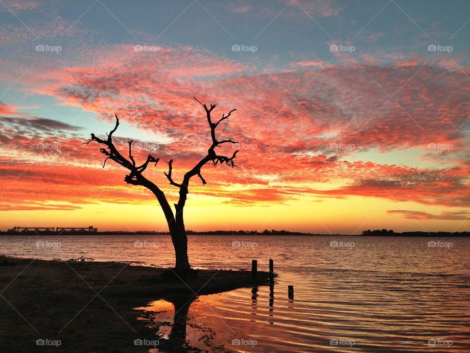 Dead tree at sunset