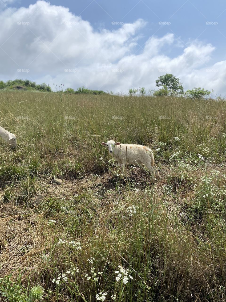 A curious little lamb