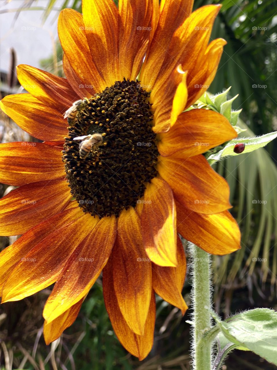Sunflowers, Bees and Lady Bugs 🐜