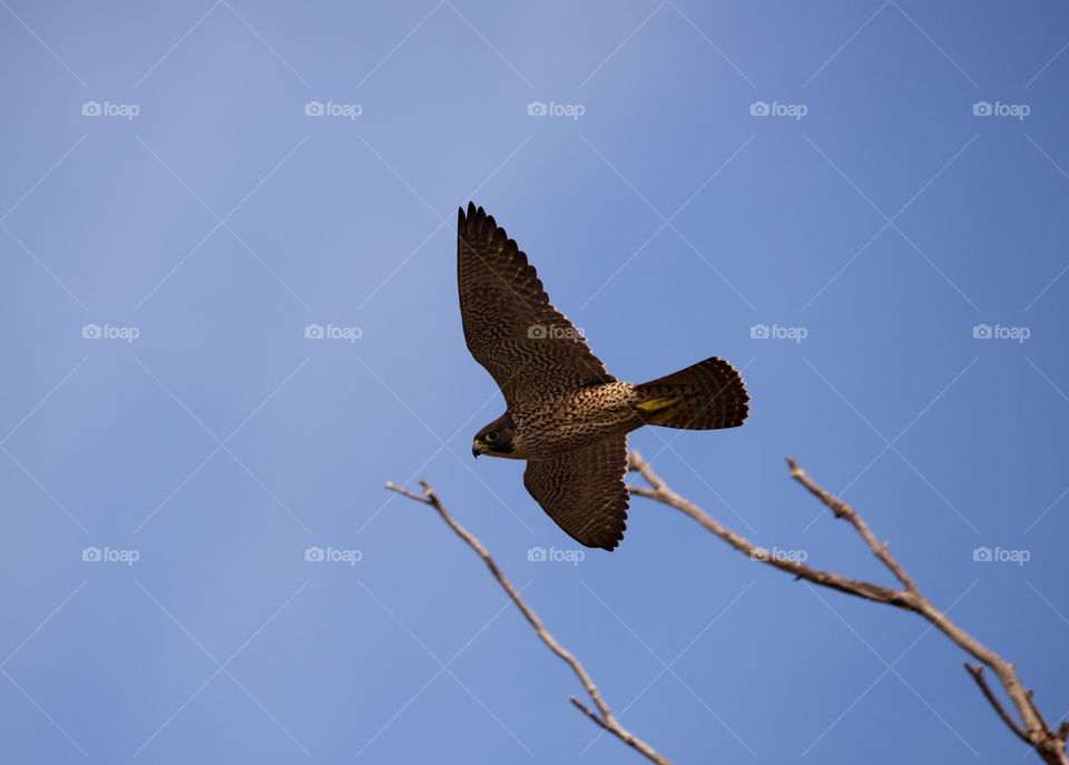 perageen falcon in flight