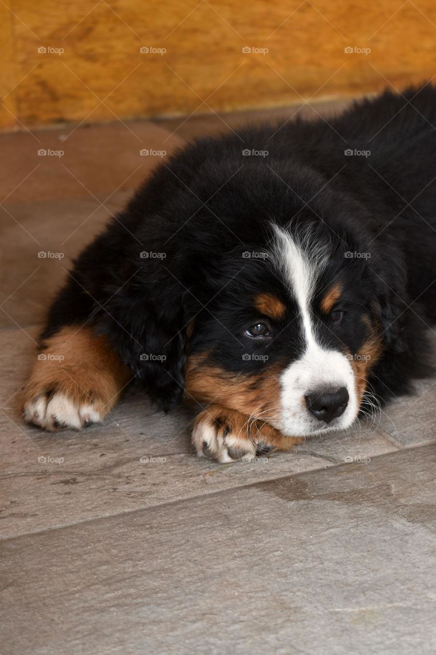 bernese mountain puppy 🐶