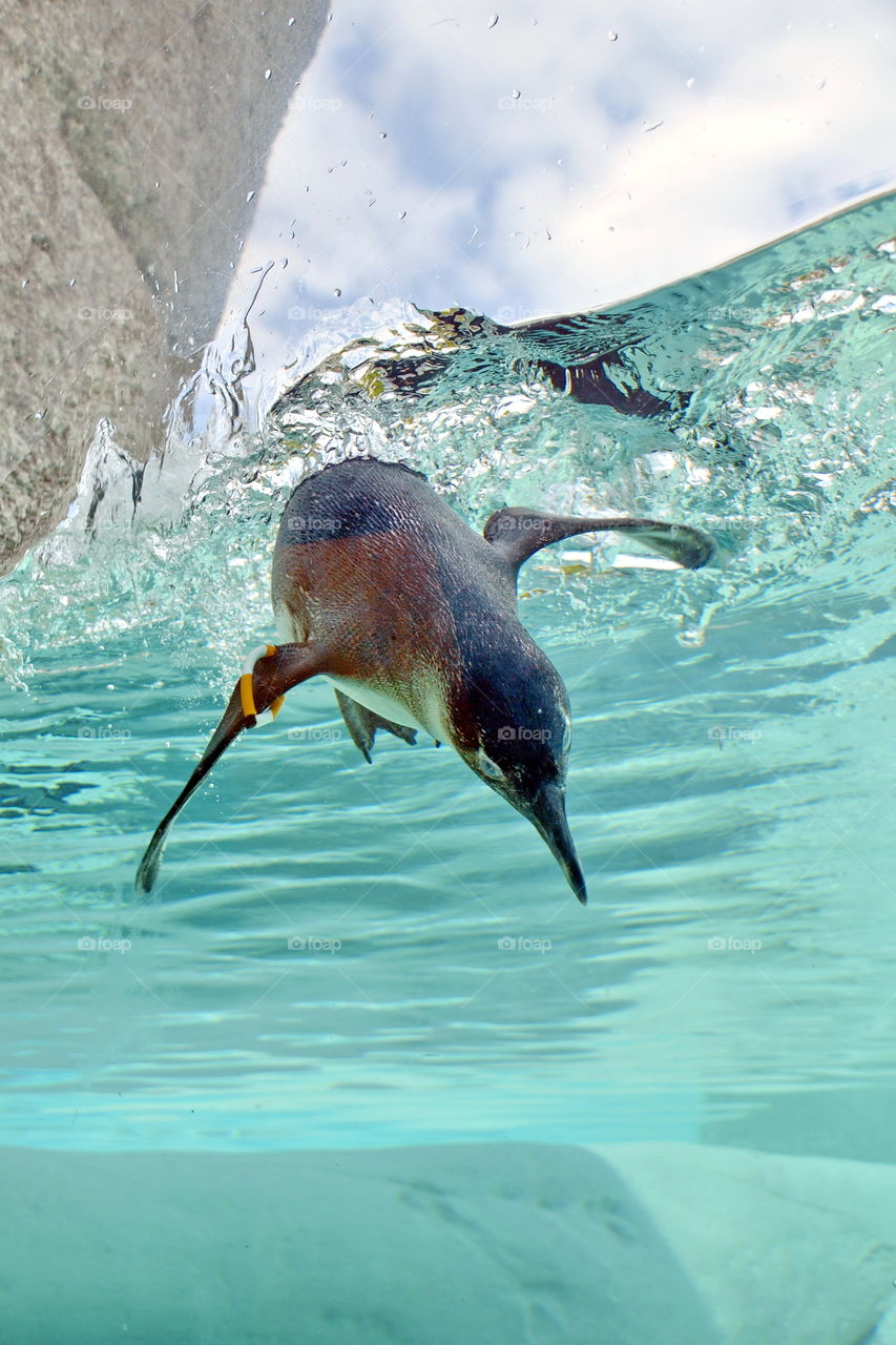 a penguin swimming