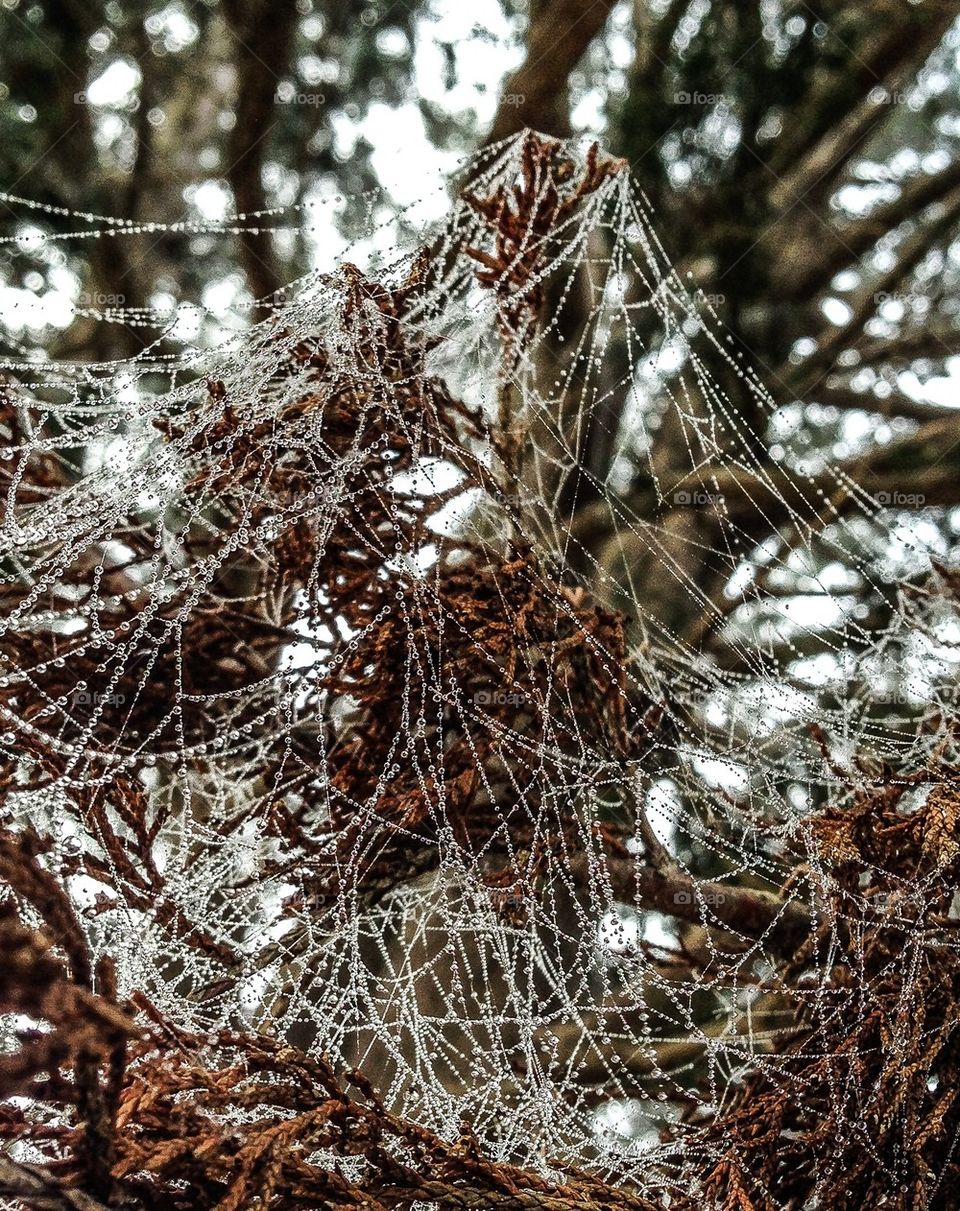 Water droplets on a spiderweb