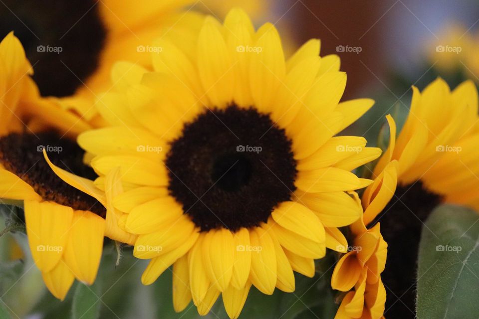 Sunflowers