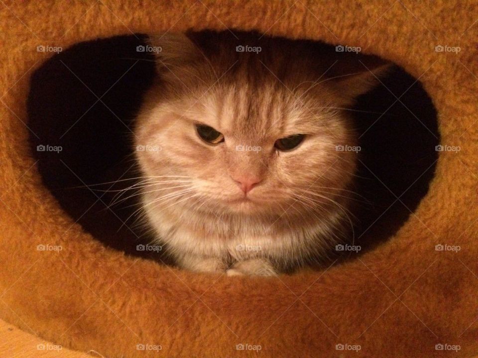 Red cat in red burrow