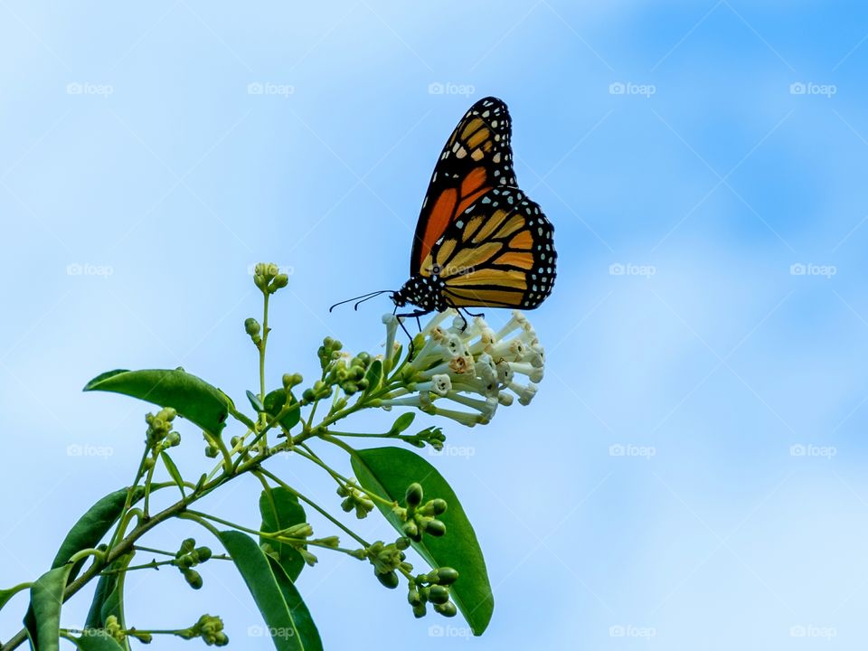 monarch butterfly