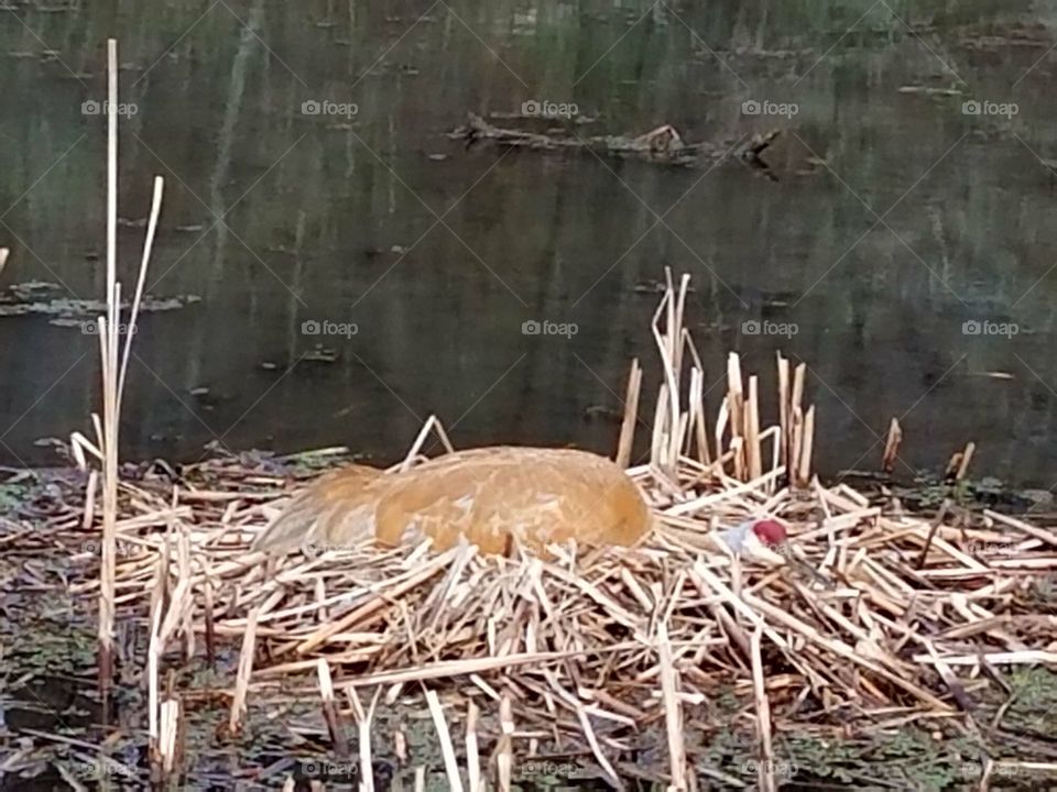 Driving the back Roads and enjoying everything around us.  Sandhill crane sitting on the eggs