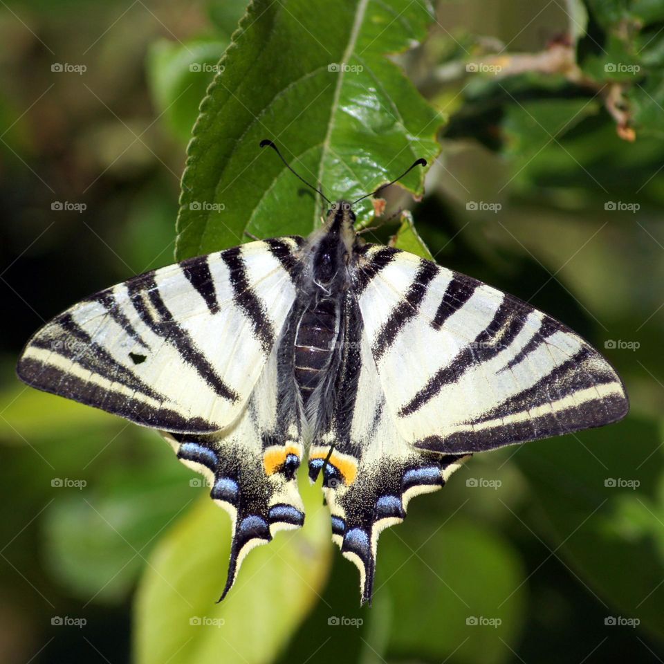 Butterfly in France