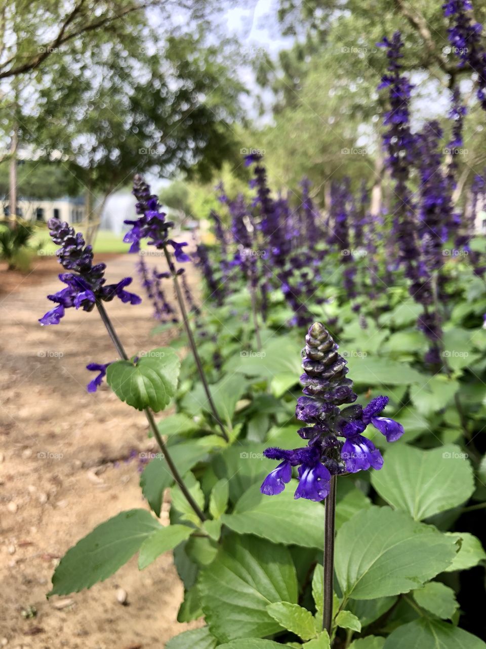 Purple garden lilies along gravel path by water feature 