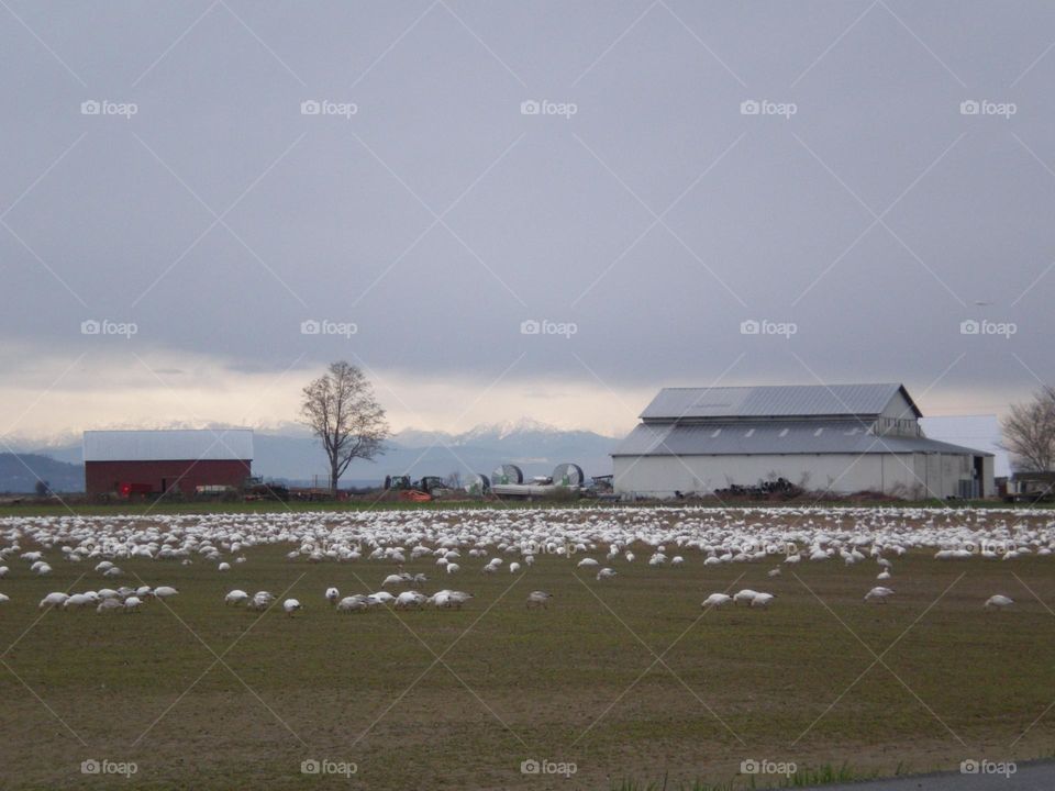 Migrating birds at the farm