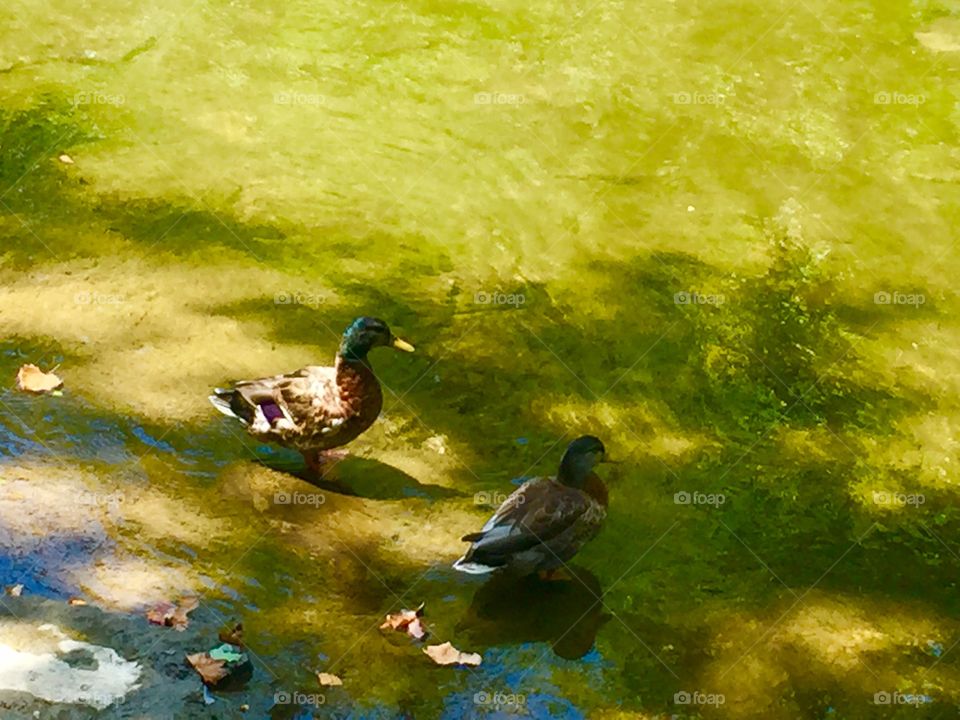 Ducks on the river