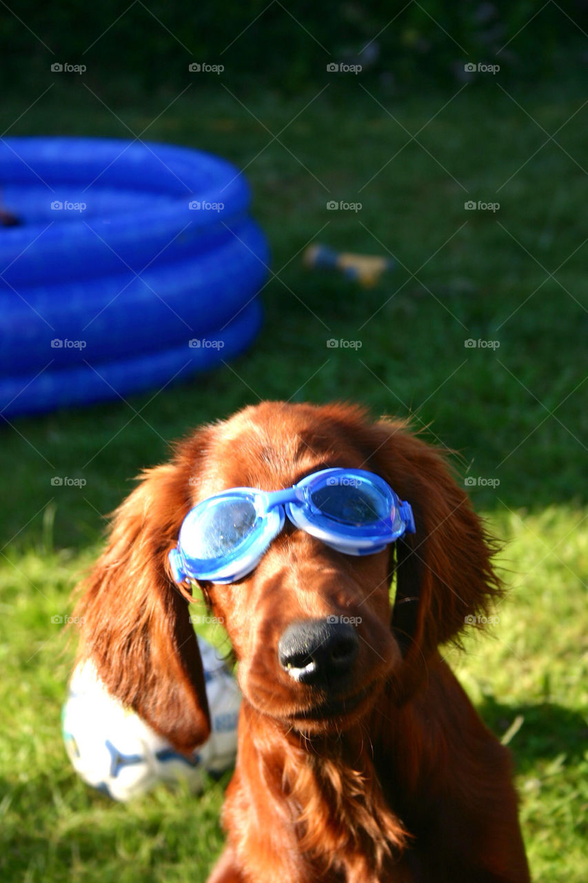 Irish setter ready for a bath..