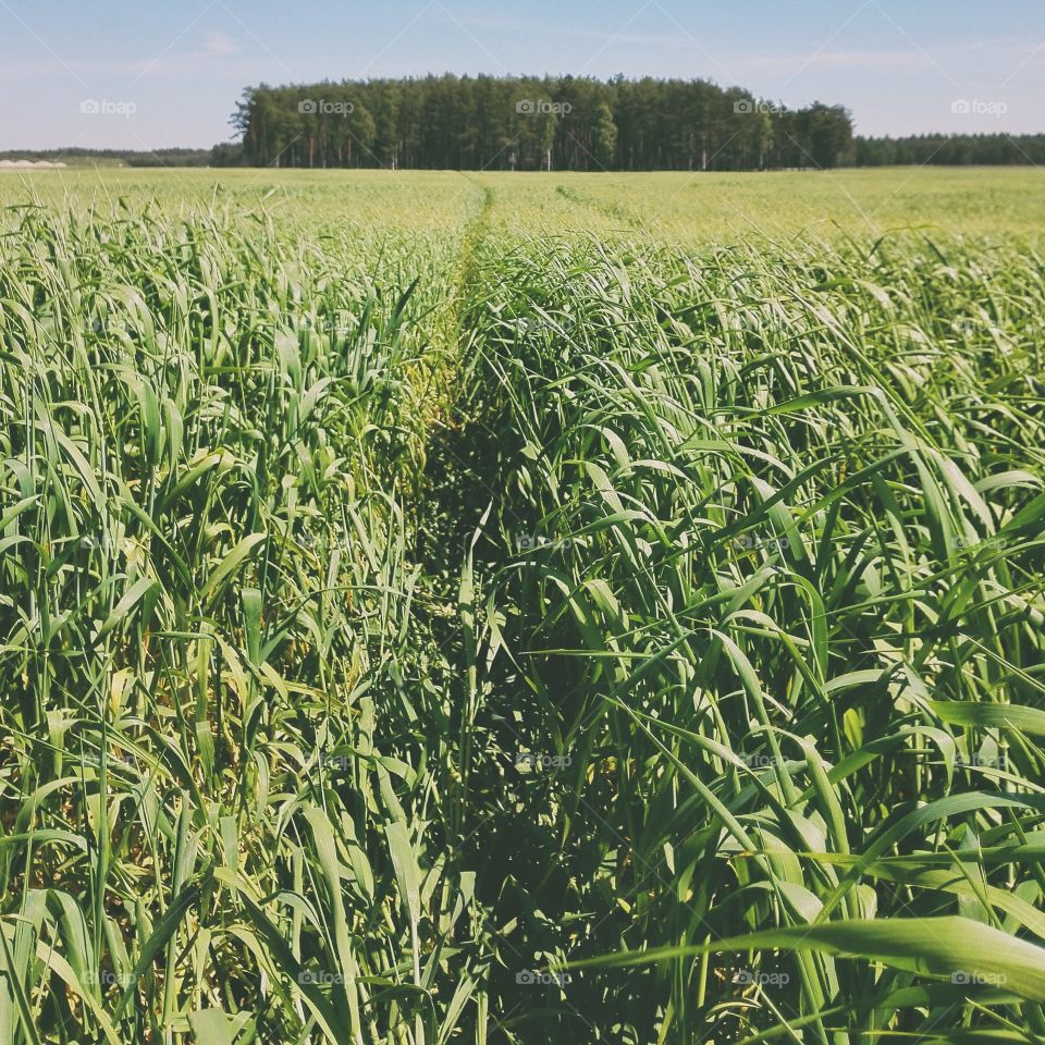 Green corn crops in field