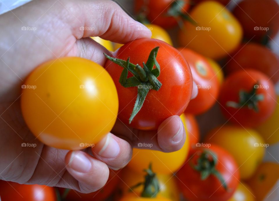 tomatoes homemade in hand