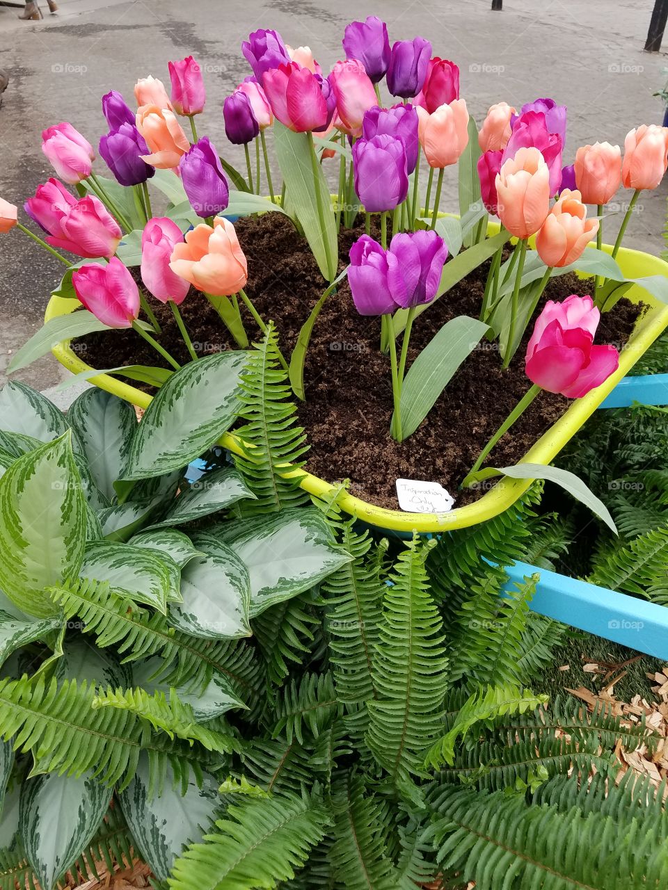 tulip display