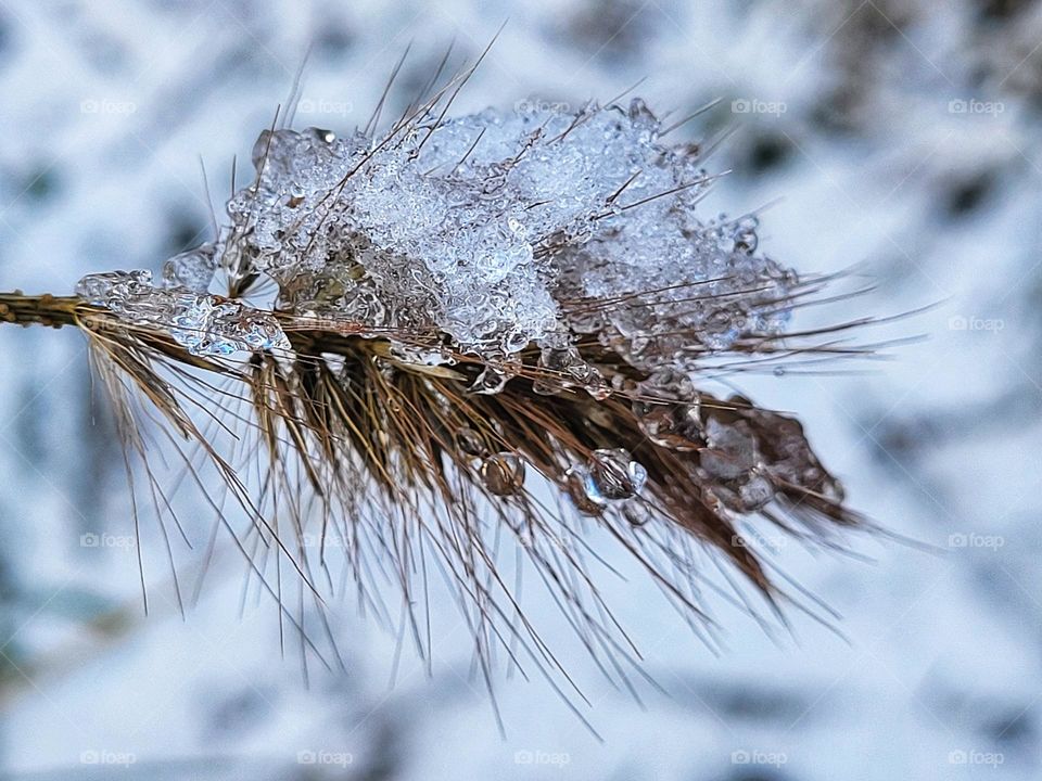 Frosty nature