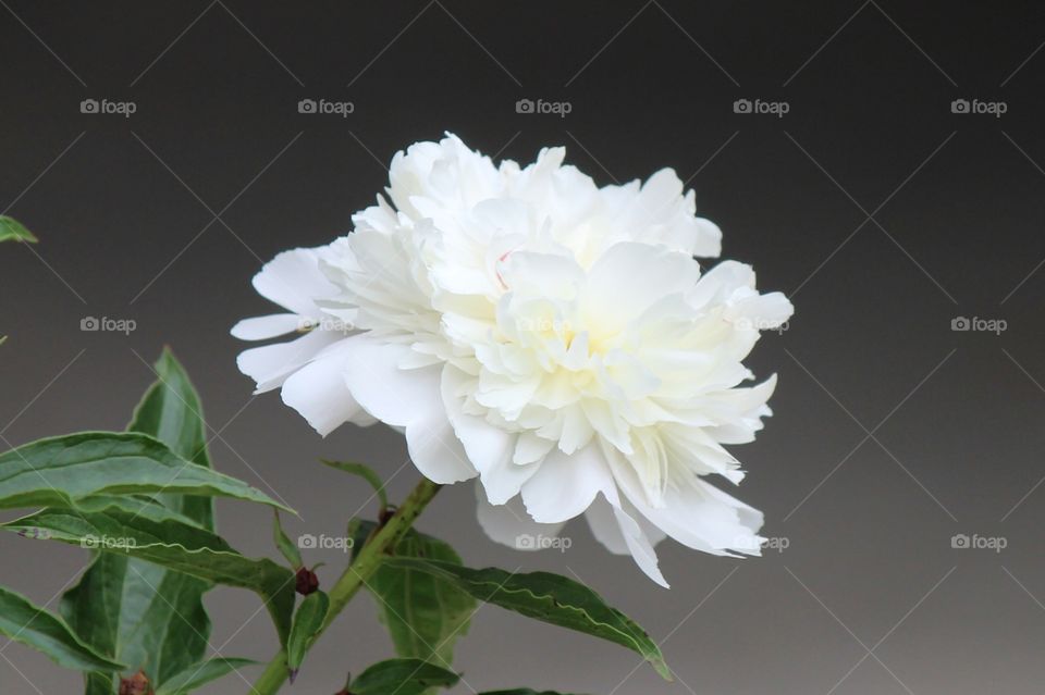 beautiful white peonies blooming in my garden