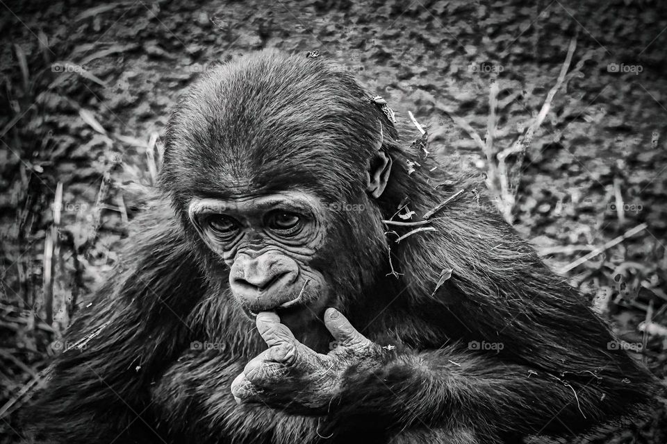 Baby Gorilla with a finger in their mouth in Black and white