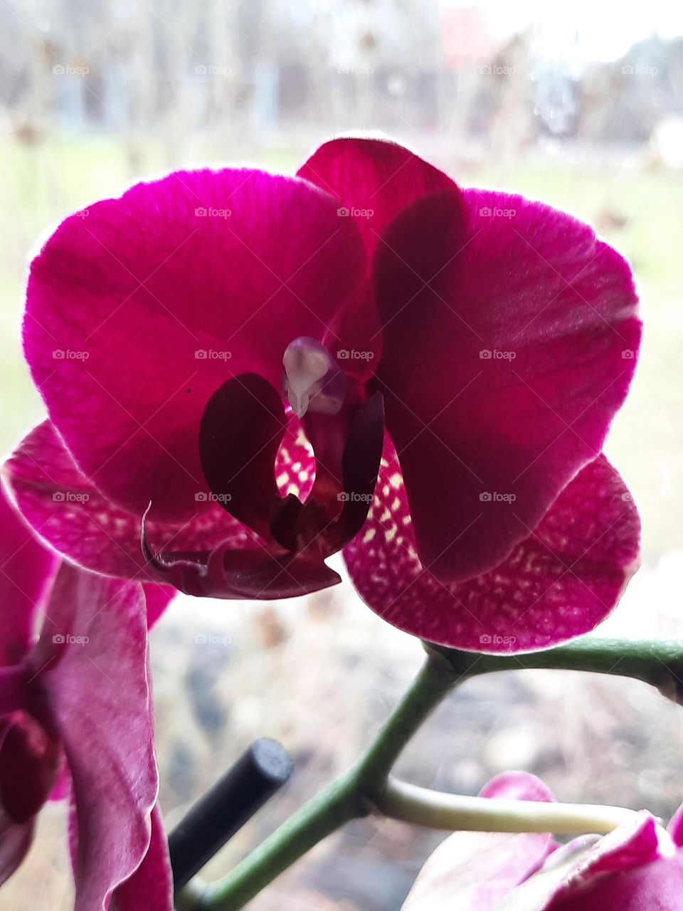 magenta flower of phenalopsis orchid