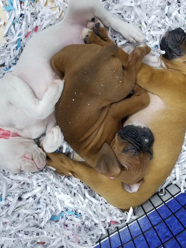 Boxers