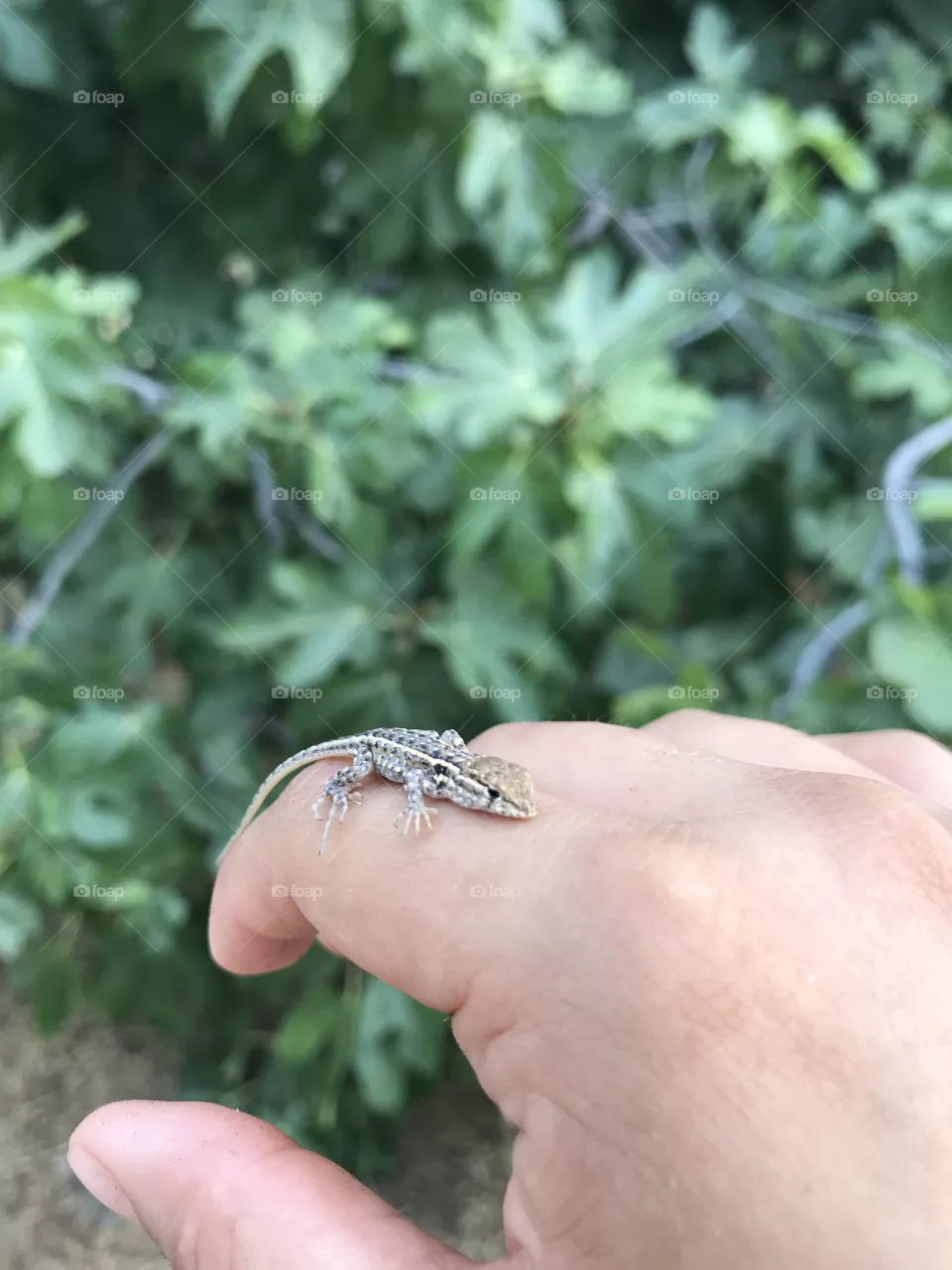 Tiny 