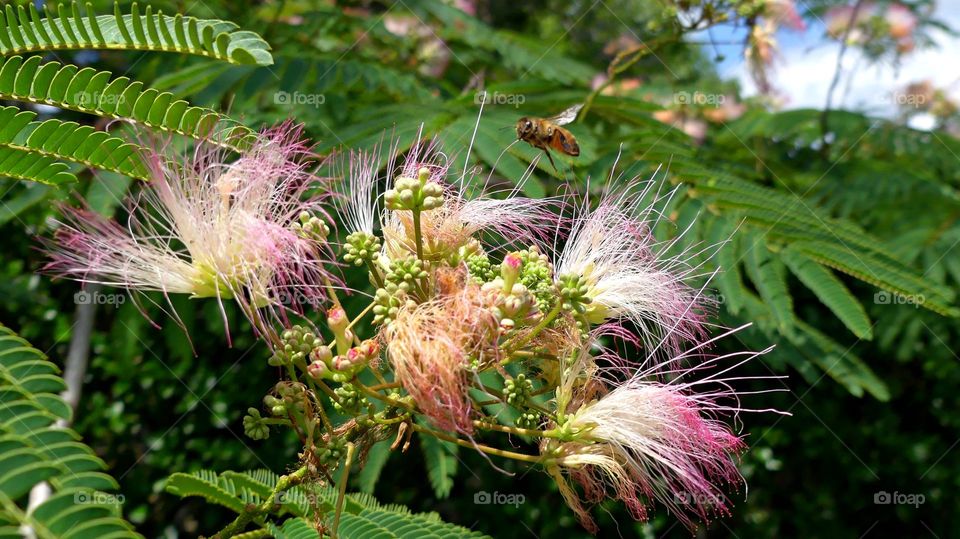 This is spring! 
Persian Silk Tree - The Persian silk tree has special flowers which especially stand out because of their circular bundles of pinks stamens, protruding far beyond the petals. A Honey bee Hoovers over the top 