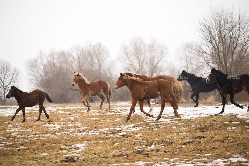 Wild horses running in winter