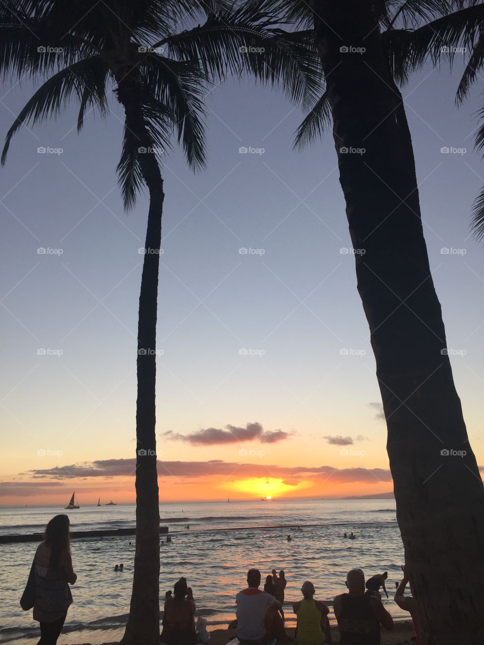 Sunset through palm trees 