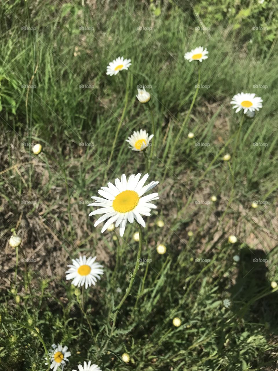 Roadside daisy 