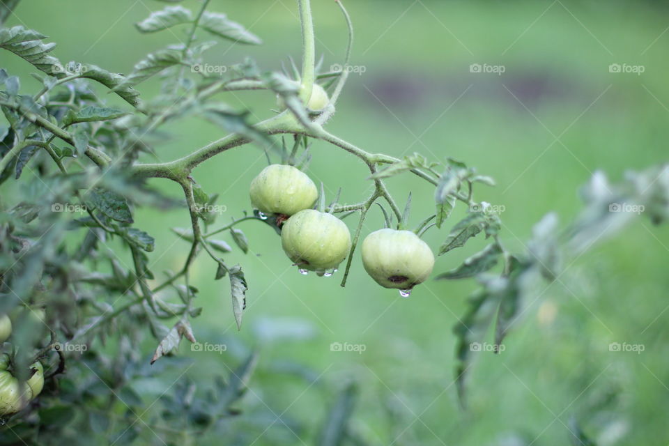 Помидоры на ветке.Tomatoes on a branch.