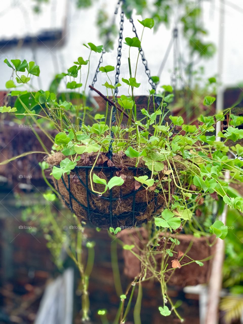 Four leaf clovers 