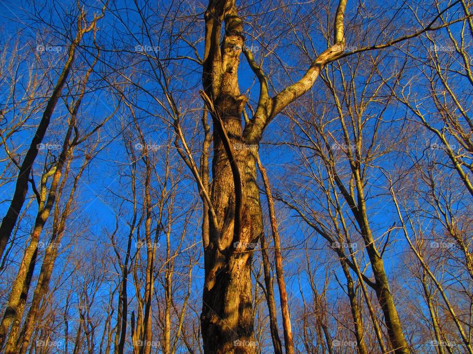 Winter blue sky in forest